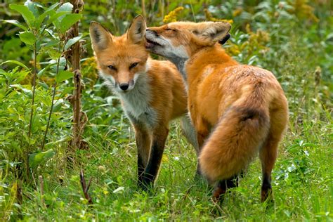 porn foxs